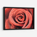 El centro de una rosa | Cuadro decorativo de Canvas Lab