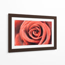 El centro de una rosa | Cuadro decorativo de Canvas Lab