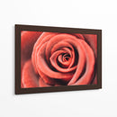 El centro de una rosa | Cuadro decorativo de Canvas Lab