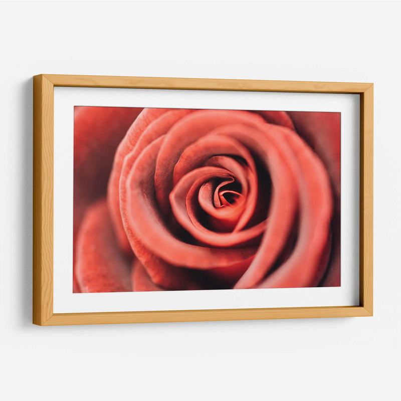 El centro de una rosa | Cuadro decorativo de Canvas Lab