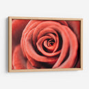 El centro de una rosa | Cuadro decorativo de Canvas Lab