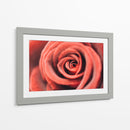 El centro de una rosa | Cuadro decorativo de Canvas Lab
