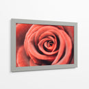 El centro de una rosa | Cuadro decorativo de Canvas Lab