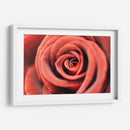 El centro de una rosa | Cuadro decorativo de Canvas Lab