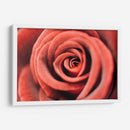 El centro de una rosa | Cuadro decorativo de Canvas Lab