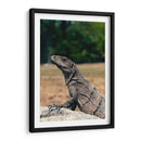 El curioso | Cuadro decorativo de Canvas Lab