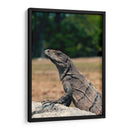 El curioso | Cuadro decorativo de Canvas Lab