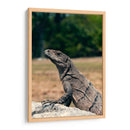 El curioso | Cuadro decorativo de Canvas Lab