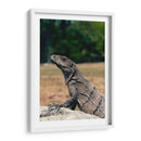 El curioso | Cuadro decorativo de Canvas Lab