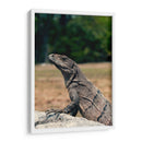 El curioso | Cuadro decorativo de Canvas Lab