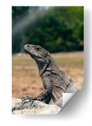 El curioso | Cuadro decorativo de Canvas Lab