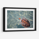 El nado de la tortuga | Cuadro decorativo de Canvas Lab