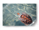 El nado de la tortuga | Cuadro decorativo de Canvas Lab