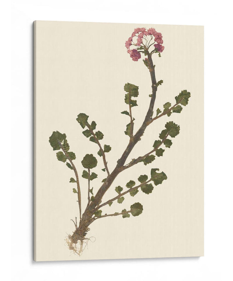 Pressed Botanical II - Vision Studio | Cuadro decorativo de Canvas Lab