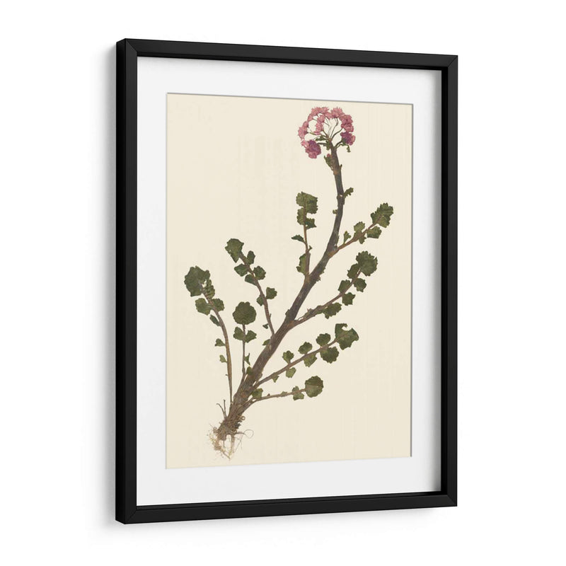 Pressed Botanical II - Vision Studio | Cuadro decorativo de Canvas Lab