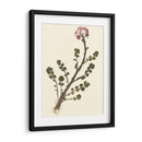 Pressed Botanical II - Vision Studio | Cuadro decorativo de Canvas Lab