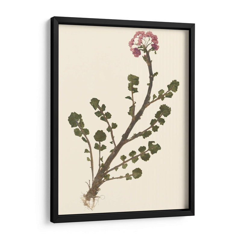 Pressed Botanical II - Vision Studio | Cuadro decorativo de Canvas Lab