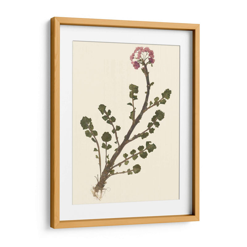 Pressed Botanical II - Vision Studio | Cuadro decorativo de Canvas Lab