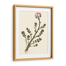 Pressed Botanical II - Vision Studio | Cuadro decorativo de Canvas Lab