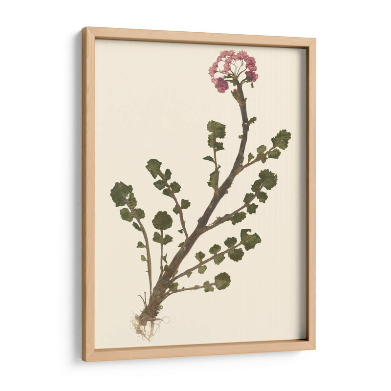 Pressed Botanical II - Vision Studio | Cuadro decorativo de Canvas Lab