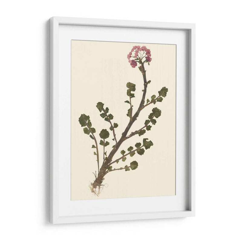 Pressed Botanical II - Vision Studio | Cuadro decorativo de Canvas Lab