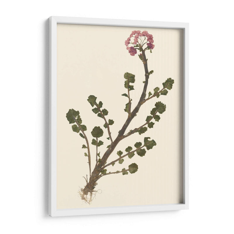 Pressed Botanical II - Vision Studio | Cuadro decorativo de Canvas Lab