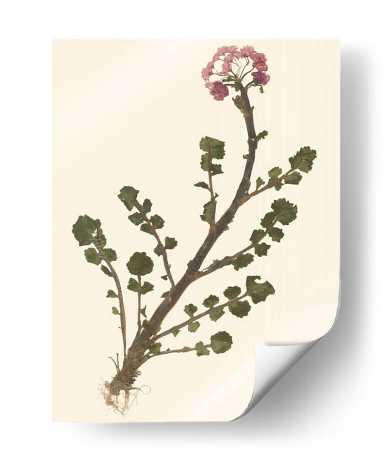 Pressed Botanical II - Vision Studio | Cuadro decorativo de Canvas Lab