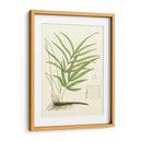 Eaton Ferns I - Eaton | Cuadro decorativo de Canvas Lab