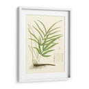 Eaton Ferns I - Eaton | Cuadro decorativo de Canvas Lab