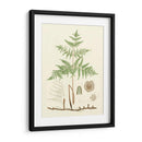 Eaton Ferns III - Eaton | Cuadro decorativo de Canvas Lab