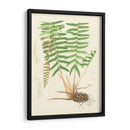 Eaton Ferns IV - Eaton | Cuadro decorativo de Canvas Lab