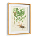 Eaton Ferns IV - Eaton | Cuadro decorativo de Canvas Lab