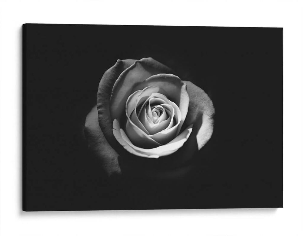 El significado de una rosa | Cuadro decorativo de Canvas Lab