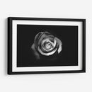 El significado de una rosa | Cuadro decorativo de Canvas Lab