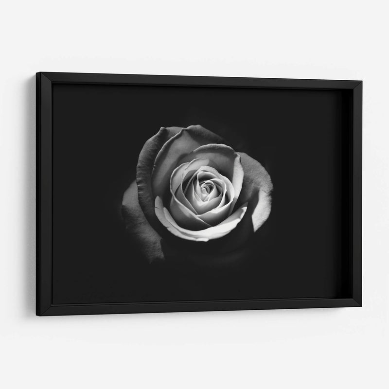 El significado de una rosa | Cuadro decorativo de Canvas Lab