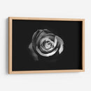 El significado de una rosa | Cuadro decorativo de Canvas Lab