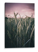 El trigal | Cuadro decorativo de Canvas Lab
