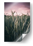 El trigal | Cuadro decorativo de Canvas Lab