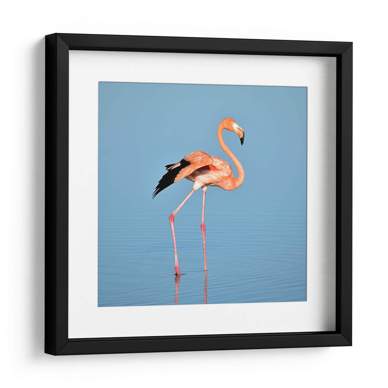 Flamingo solitario | Cuadro decorativo de Canvas Lab