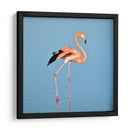 Flamingo solitario | Cuadro decorativo de Canvas Lab