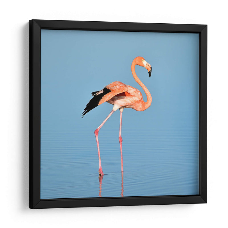 Flamingo solitario | Cuadro decorativo de Canvas Lab