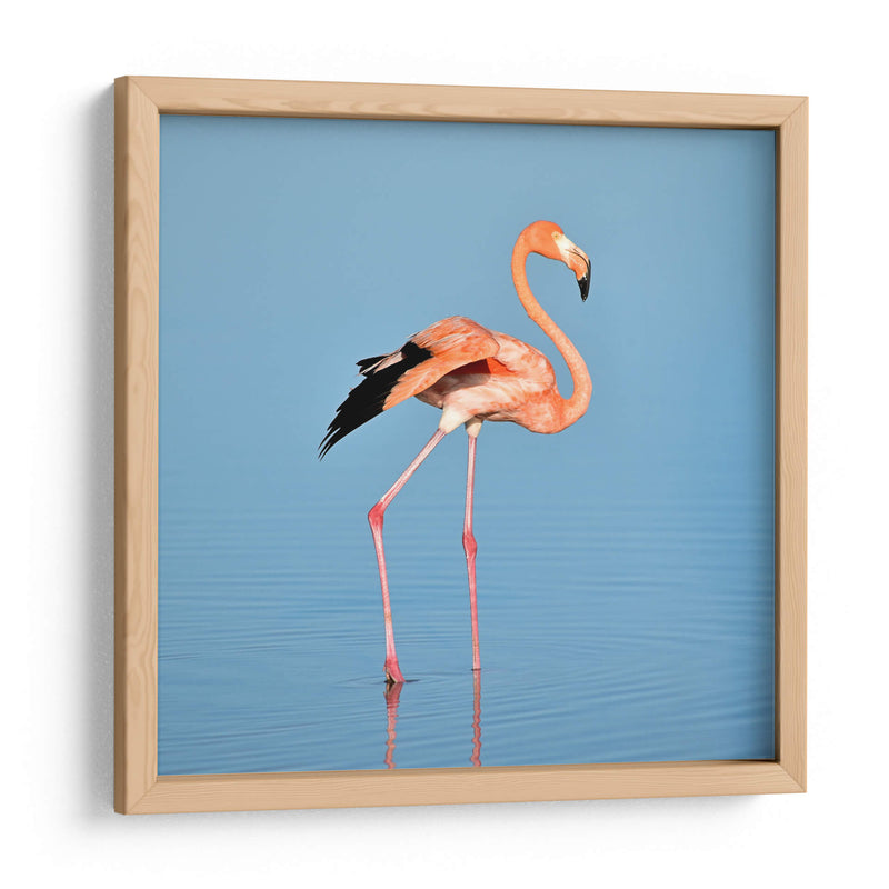 Flamingo solitario | Cuadro decorativo de Canvas Lab