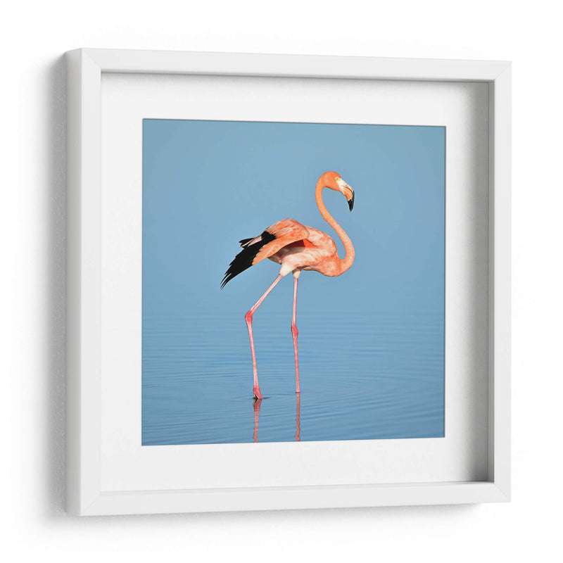 Flamingo solitario | Cuadro decorativo de Canvas Lab