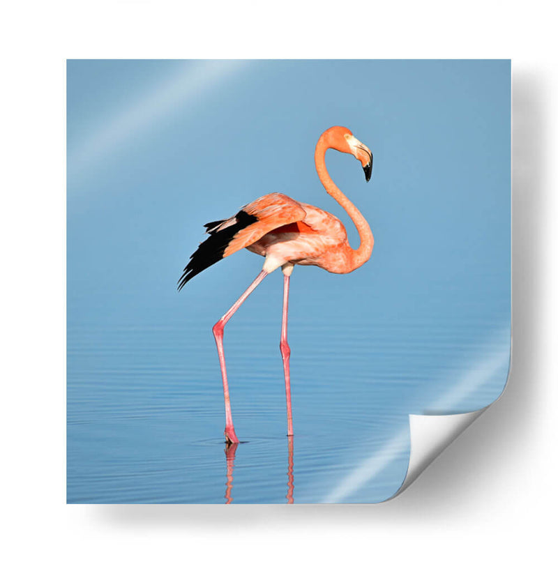 Flamingo solitario | Cuadro decorativo de Canvas Lab