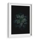 Fotosíntesis a obscuras | Cuadro decorativo de Canvas Lab