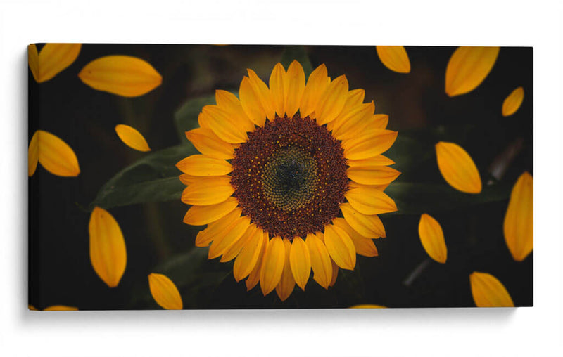 Gira girasol | Cuadro decorativo de Canvas Lab