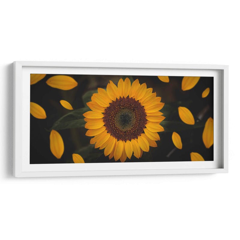 Gira girasol | Cuadro decorativo de Canvas Lab