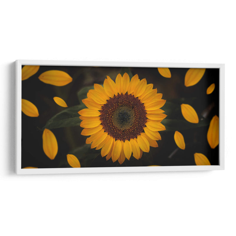 Gira girasol | Cuadro decorativo de Canvas Lab