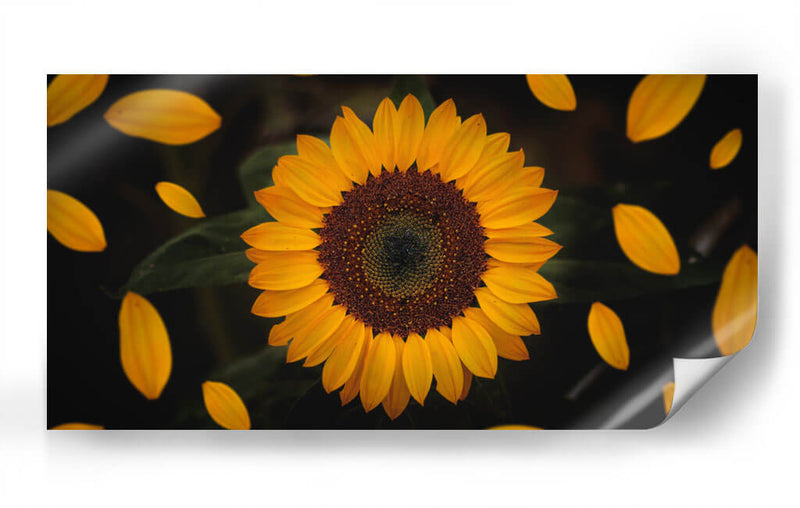 Gira girasol | Cuadro decorativo de Canvas Lab