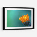 Gotitas sobre los pétalos | Cuadro decorativo de Canvas Lab